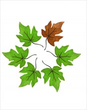 Green leaves with one brown on white background. Photo: David Arky