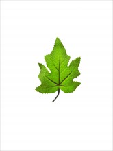 Green leaf on white background. Photo: David Arky