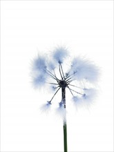 Dandelion stem on white background. Photo: David Arky