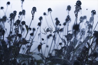 USA, North Carolina, Spider sitting in spider web. Photo: Kristin Lee
