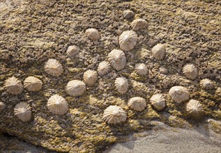 Limpets on rock, Finistere, Brittany, France. Photo: Jon Boyes