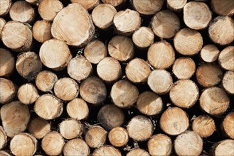 Close up-view of firewood stack. Photo : Jon Boyes