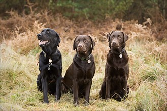 Three Labradors Sitting in the Countryside