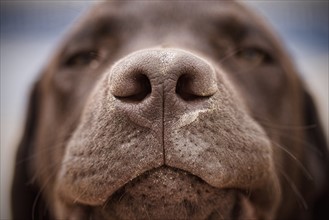 Chocolate labrador's nose. Photo: Justin Paget