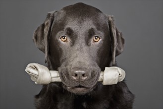 Shot of a Handsome Labrador with Bone in his Mouth