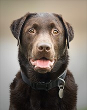 Handsome Wet Chocolate Labrador