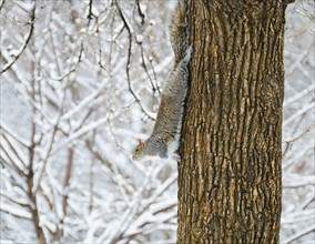 USA, New York, New York City, squirrel walking down tree trunk.