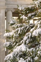 USA, New York, New York City, pine tree covered with snow with column in background.