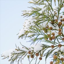 USA, New York, New York City, close up of pine tree branch covered with snow.