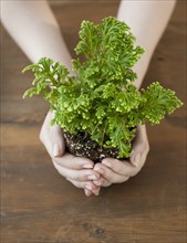 Woman holding seedling in cupped hands.