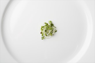 Tiny sprouts on white plate. Photo : Kristin Lee