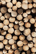 Close up-view of firewood stack. Photo : Jon Boyes