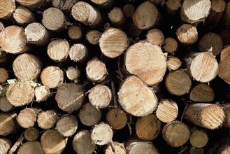 Close up-view of firewood stack. Photo: Jon Boyes