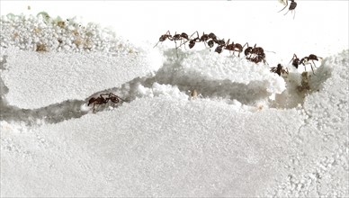 Close up of ants in sand. Photo : David Arky