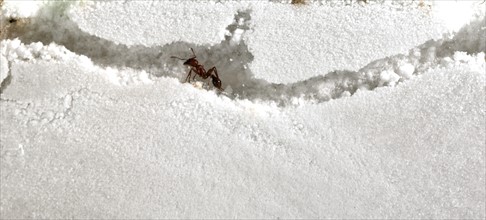 Close up of ants in sand. Photo : David Arky