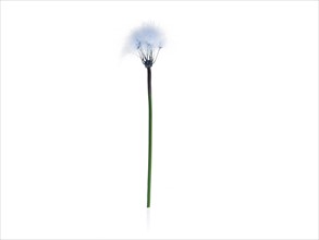 Dandelion stem on white background. Photo : David Arky