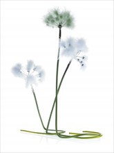 Three Dandelion stems on white background. Photo : David Arky