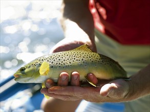 USA, Colorado, Man holding trout. Photo : John Kelly