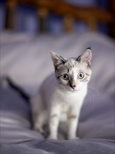 Portrait of young kitten. Photo: John Kelly
