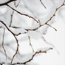 USA, New York State, Brooklyn, Williamsburg, snow on plant branch. Photo : Jamie Grill Photography