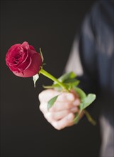 Hand holding red rose. Photo: Jamie Grill Photography