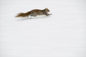 USA, New York, New York City, squirrel running on snow.