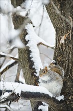 USA, New York, New York City, squirrel sitting on branch in winter.