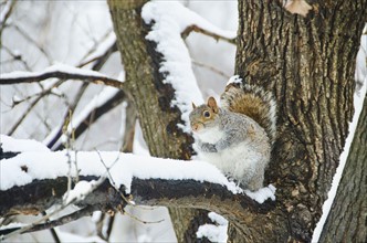 USA, New York, New York City, squirrel sitting on branch in winter.
