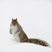 USA, New York, New York City, squirrel on snow.