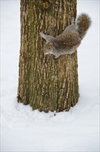 USA, New York, New York City, squirrel on tree trunk.