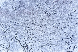 USA, New York, New York City, trees covered with snow in winter.