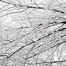 USA, New York, Williamsburg, Brooklyn, snow on tree. Photo : Jamie Grill Photography