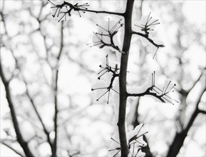 USA, New York, Williamsburg, Brooklyn, snow on tree. Photo: Jamie Grill Photography