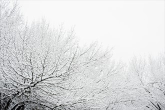 USA, New York, Williamsburg, Brooklyn, snow on tree. Photo: Jamie Grill Photography