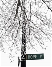 USA, New York, Williamsburg, Brooklyn, snow on tree. Photo: Jamie Grill Photography