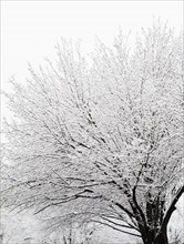 USA, New York, Williamsburg, Brooklyn, snow on tree. Photo: Jamie Grill Photography