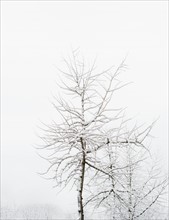 USA, New York, Williamsburg, Brooklyn, snow on tree. Photo: Jamie Grill Photography