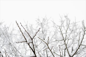 USA, New York, Williamsburg, Brooklyn, snow on tree. Photo: Jamie Grill Photography