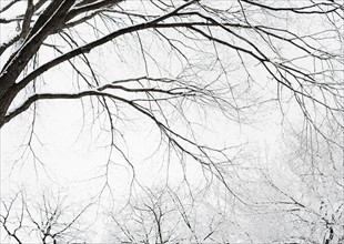 USA, New York, Williamsburg, Brooklyn, snow on tree. Photo: Jamie Grill Photography