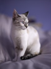 Portrait of young kitten. Photo: John Kelly