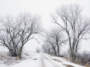USA, New York State, Country road in winter lined with bare trees. Photo : John Kelly