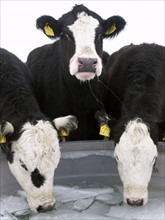 USA, New York State, Cows drinking from frozen feeding trough in winter. Photo: John Kelly