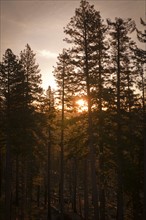 USA, Oregon, Forest at sunrise. Photo : Gary Weathers