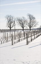 USA, New York, Cutchoge, snow-covered vineyard. Photo : fotog