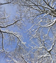 USA, New York, New York City, tree branches covered with snow against blue sky.