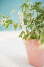 Studio shot of potted plant with marker. Photo: Jamie Grill Photography