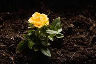 Close-up of yellow rose. Photo : Kristin Lee