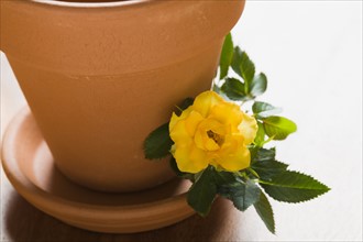 Studio shot of yellow rose and flower pot. Photo : Kristin Lee