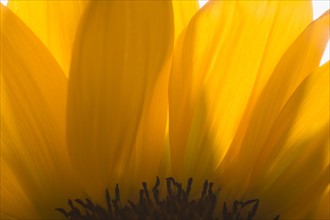 Close-up of sunflower petals. Photo : Kristin Lee