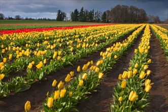 USA, Oregon, Wooden Shoe Tulip Farm. Photo : Gary Weathers